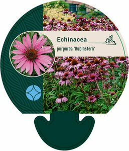 Echinacea purpurea 'Rubinstern' P9 - afbeelding 3