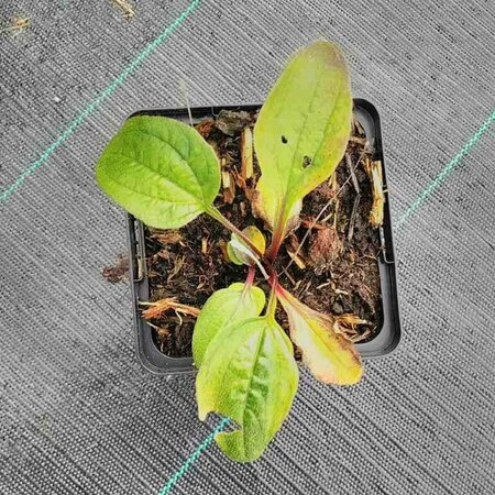 Echinacea purpurea 'Rubinstern' P9 - afbeelding 3