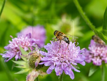 Knautia arvensis P9 - afbeelding 2