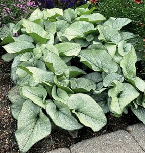 Brunnera macrophylla 'Alexander's Great' C2 - afbeelding 2