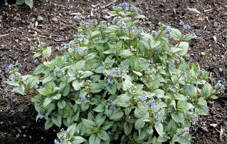 Brunnera macrophylla 'Alexander's Great' C2 - afbeelding 4