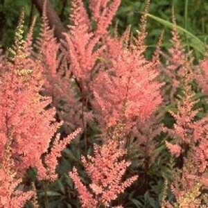 Astilbe arendsii 'Erika' P9 - afbeelding 2