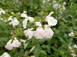 Salvia micr. 'Gletsjer' P9 - afbeelding 3