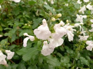 Salvia micr. 'Gletsjer' P9 - afbeelding 4