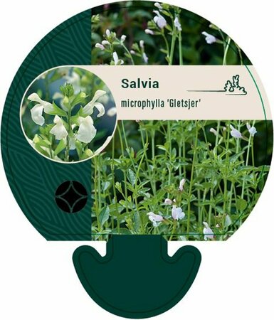 Salvia micr. 'Gletsjer' P9 - afbeelding 1