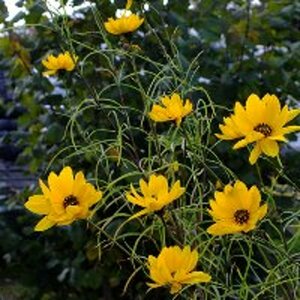 Helianthus salicifolius P9 - afbeelding 2