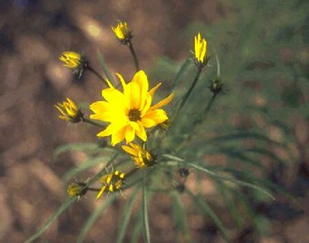 Helianthus salicifolius P9 - afbeelding 1