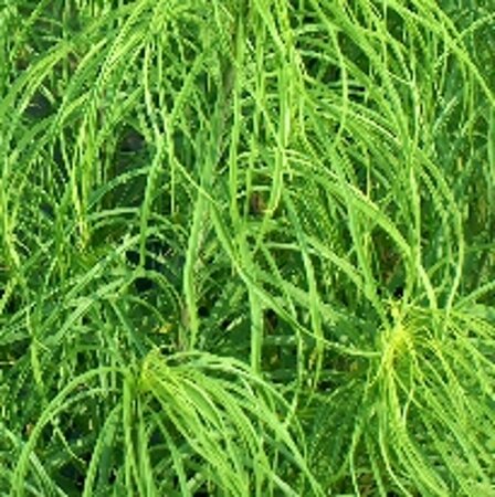 Helianthus salicifolius P9 - afbeelding 4