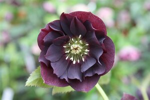 Helleborus orientalis 'Double Ellen Purple' P9