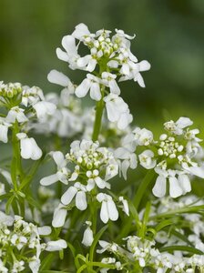 Iberis semp. 'Weisser Zwerg' P9 - afbeelding 2