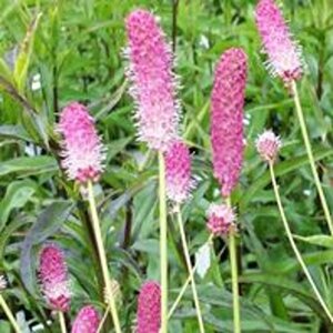 Sanguisorba officinalis 'Pink Tanna' P9 - afbeelding 3