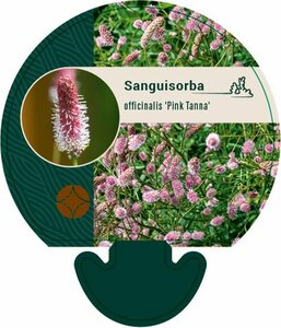 Sanguisorba officinalis 'Pink Tanna' P9 - afbeelding 2