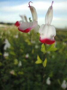 Salvia microphylla 'Hot Lips' C1.5 - afbeelding 5