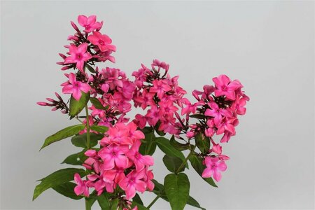 Phlox paniculata 'Windsor' P9 - afbeelding 2