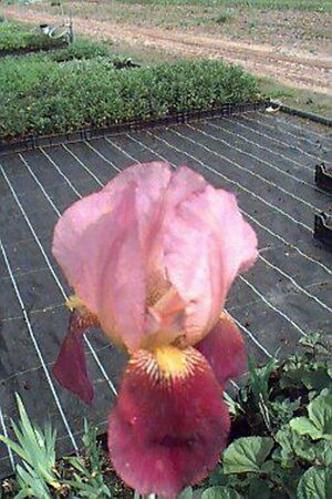 Iris germanica 'Indian Chief' P9