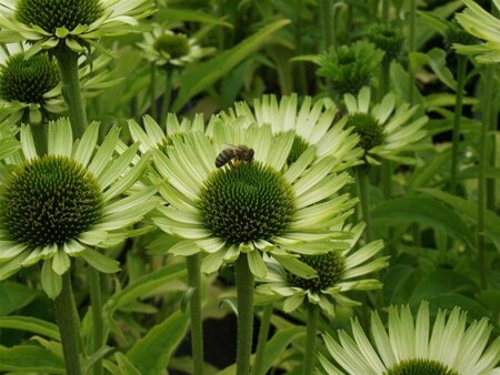 Echinacea purpurea 'Green Jewel' C2 - afbeelding 4