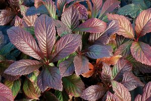 Rodgersia pinnata 'Bronze Peacock' C2 - afbeelding 1