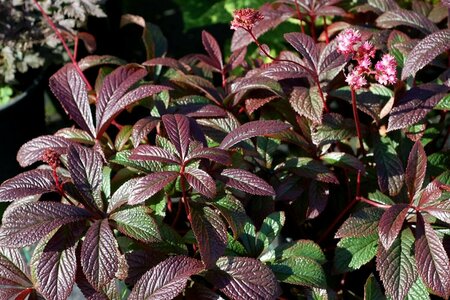 Rodgersia pinnata 'Bronze Peacock' C2 - afbeelding 3