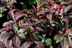Rodgersia pinnata 'Bronze Peacock' C2 - afbeelding 3