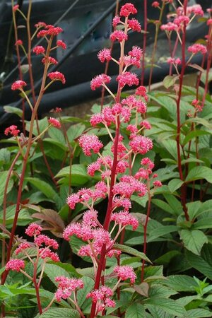 Rodgersia pinnata 'Bronze Peacock' C2 - afbeelding 4