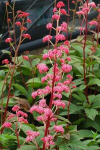 Rodgersia pinnata 'Bronze Peacock' C2 - afbeelding 4