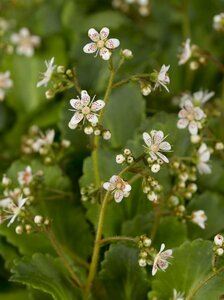 Saxifraga urbium P9