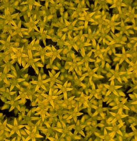 Sedum acre P9 - afbeelding 4