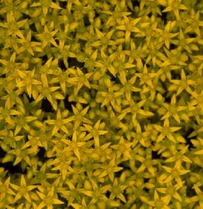 Sedum acre P9 - afbeelding 4