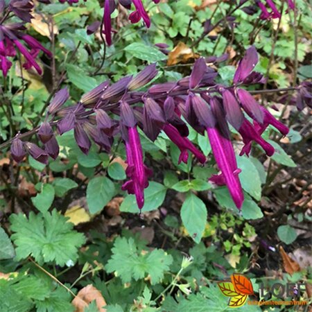Salvia 'Wendy's Wish' P9 - afbeelding 1