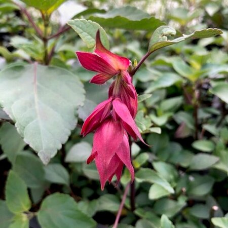 Salvia 'Wendy's Wish' P9 - afbeelding 2