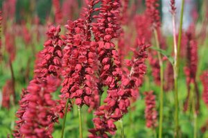 Persicaria amplexicaulis 'JS Caliente' P9 - afbeelding 3