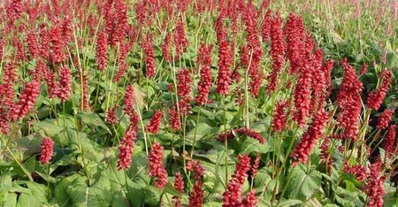 Persicaria amplexicaulis 'JS Caliente' P9 - afbeelding 5