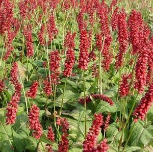 Persicaria amplexicaulis 'JS Caliente' P9 - afbeelding 6
