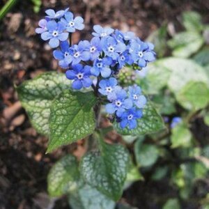 Brunnera macrophylla 'Alexander's Great' P9