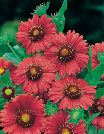 Gaillardia 'Burgunder' P9 - afbeelding 3