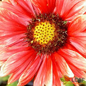 Gaillardia 'Burgunder' P9 - afbeelding 2