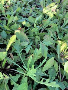 Gaillardia 'Burgunder' P9 - afbeelding 5