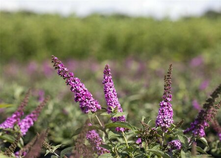 Buddleja davidii 'Pink Chip' C3 - afbeelding 1