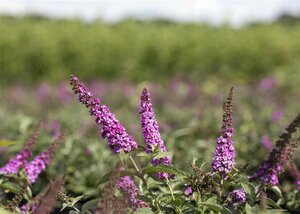 Buddleja davidii 'Pink Chip' C3 - afbeelding 1