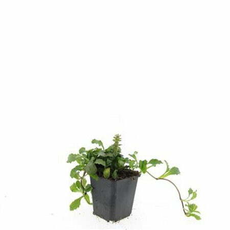 Ajuga reptans P9 - afbeelding 1