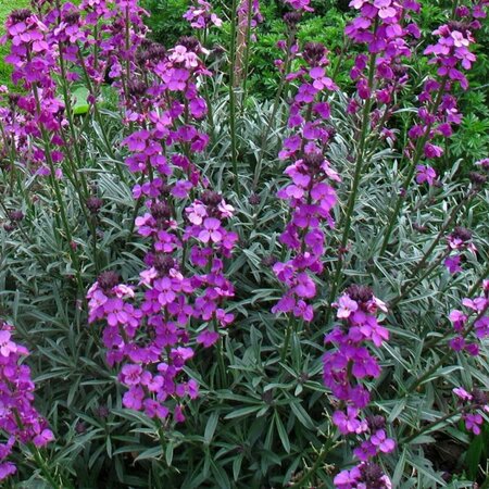Erysimum 'Bowles' Mauve' C2 - afbeelding 2