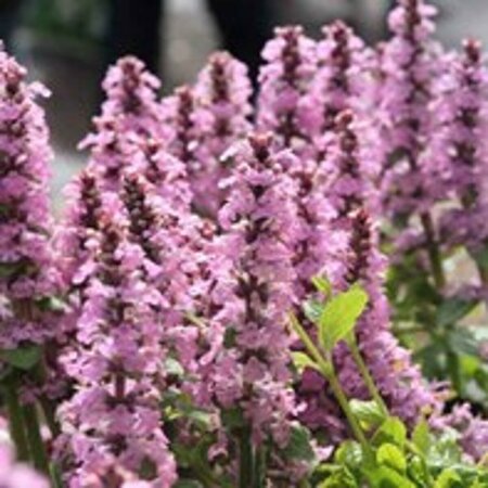 Ajuga reptans 'Rosea' P9 - afbeelding 4