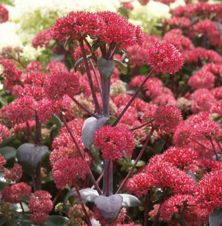 Sedum 'Red Cauli' P9 - afbeelding 2