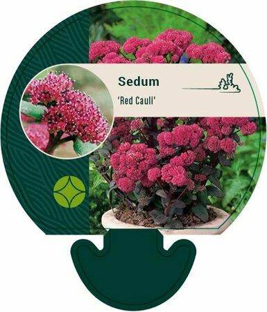 Sedum 'Red Cauli' P9 - afbeelding 1