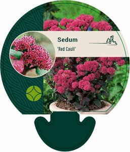 Sedum 'Red Cauli' P9 - afbeelding 1