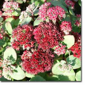 Sedum 'Red Cauli' P9 - afbeelding 3