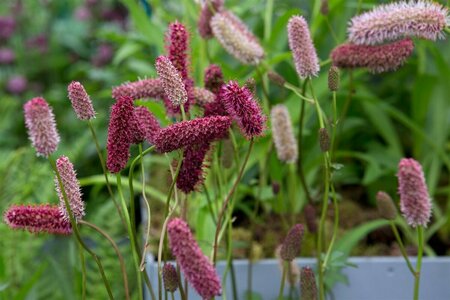 Sanguisorba menziesii P9 - afbeelding 1