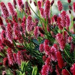 Sanguisorba menziesii P9 - afbeelding 2