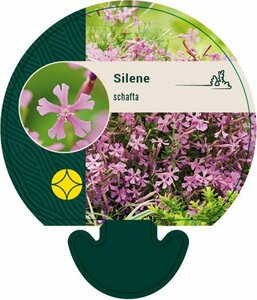 Silene schafta P9 - afbeelding 2