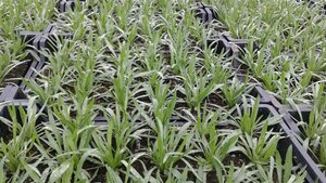 Catananche caerulea P9 - afbeelding 2